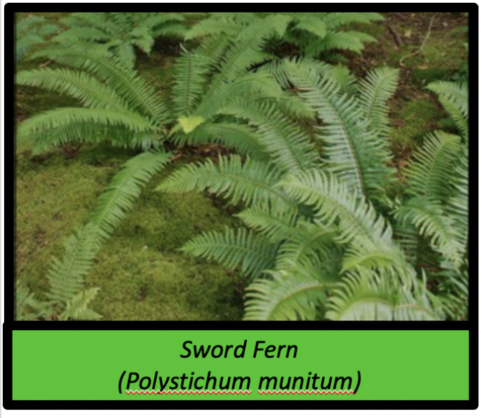 Sold Out! Sword Fern (Polystichum munitum) – Master Gardeners of San ...