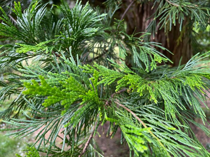 Incense Cedar (Calocedrus decurrens) - Image 2