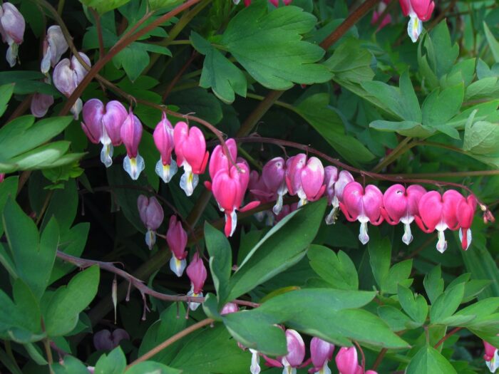 Western Bleeding Heart (Dicentra formosa) SOLD OUT! - Image 2